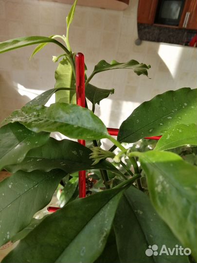 Хойи разные