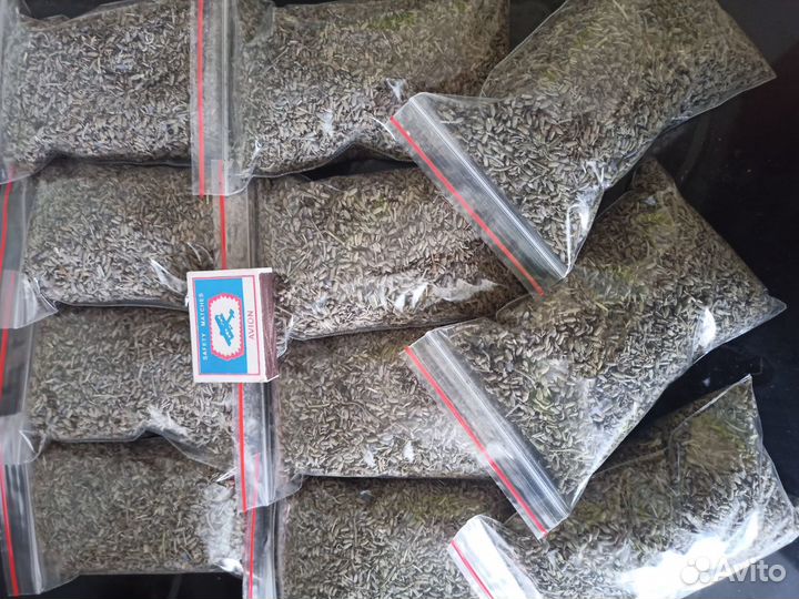 Цветки лаванды крымской