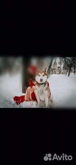 Кобель хаски для вязки, фотосессий