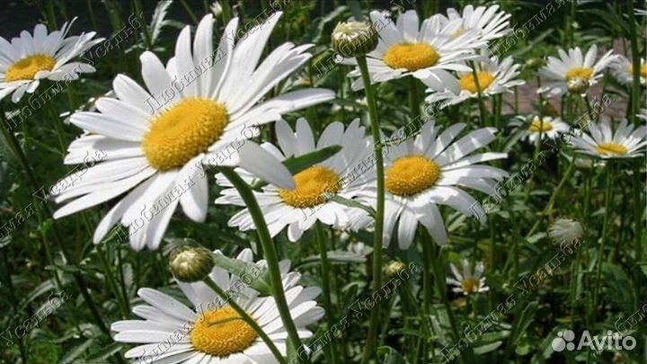 Ромашка садовая