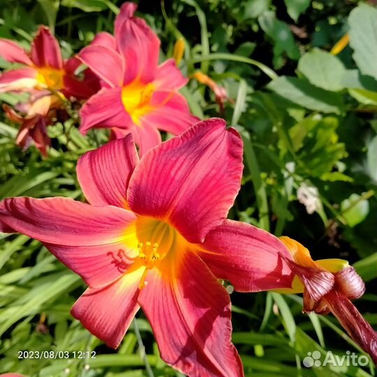 Малоуходный сад