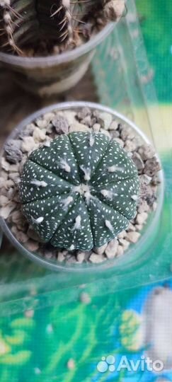 Астрофитум астериас