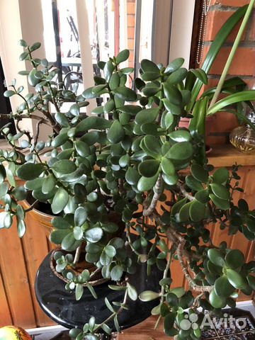 Комнатные растения