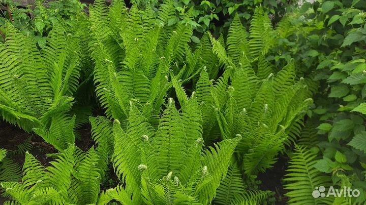 Папоротник садовый
