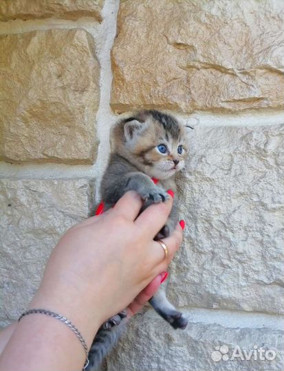 Котята британской шиншиллы