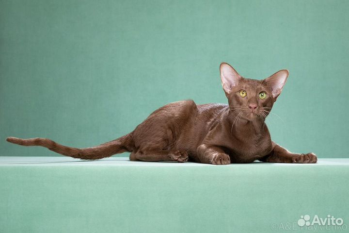 Ориентальная