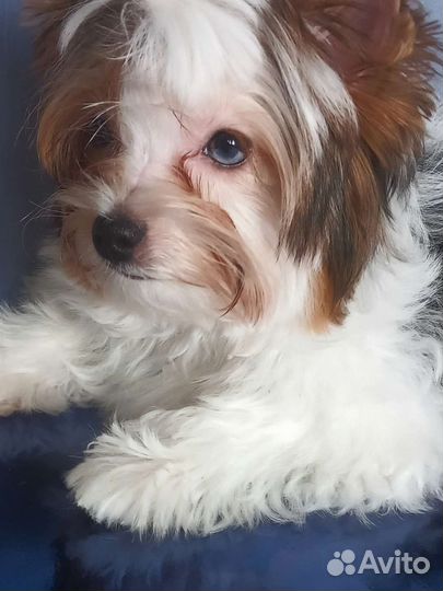 Щенки бивер йорка