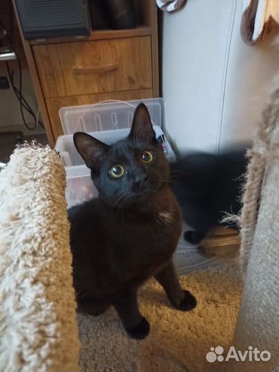 Молодой котик