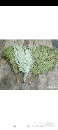 Эвкалипт серебристый Абхазия веники