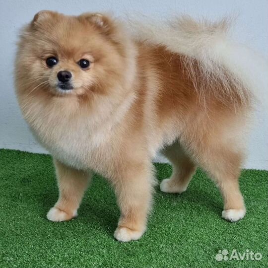 Груминг щенков и взрослых собак и кошек