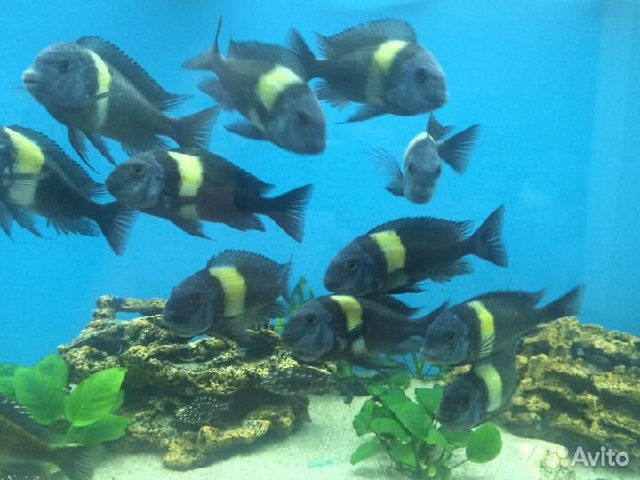 Трофеус Дубаиси Масва