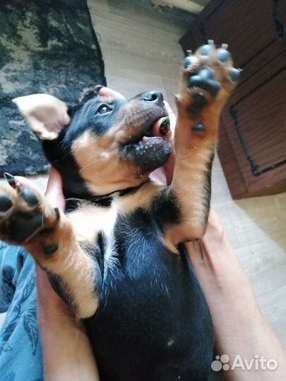 Отдам щенков в дар