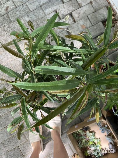 Фикус Али коса