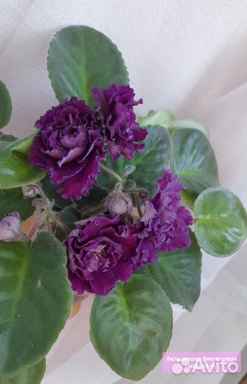 Фиалки листом