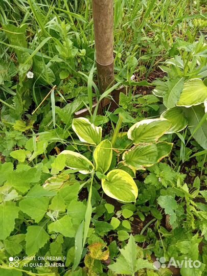 Хоста растение