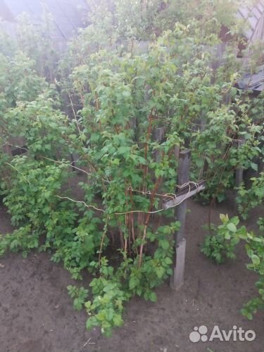 Кустарники многолетние