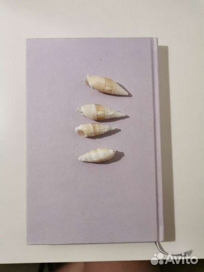 Морские ракушки раковины