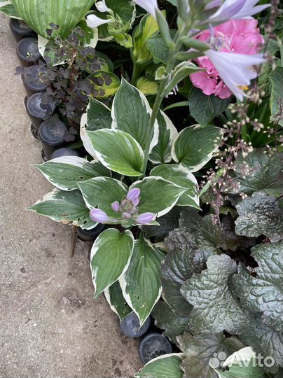 Хосты цветные