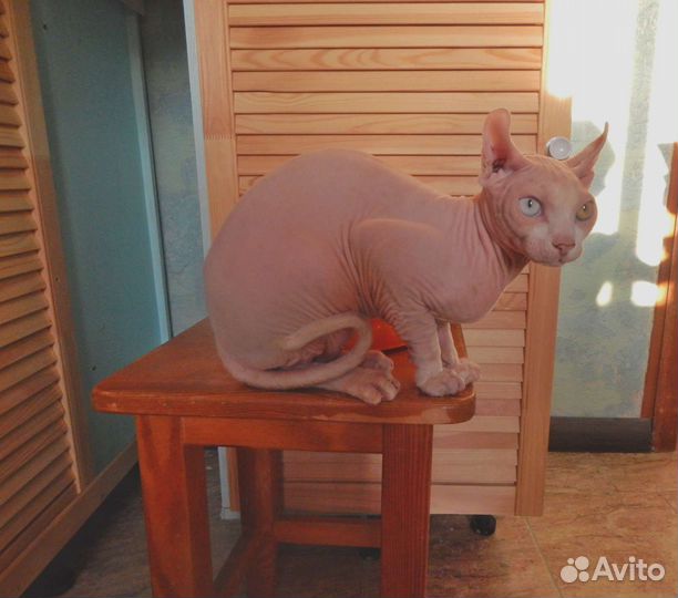 Сфинкс эльф вязка