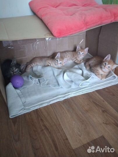 Котята в добрые руки мальчики