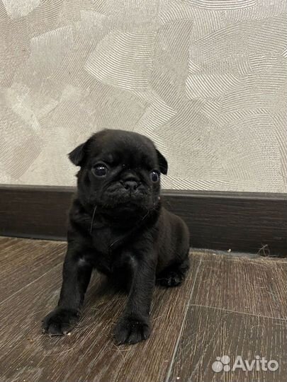 Щенки мопса