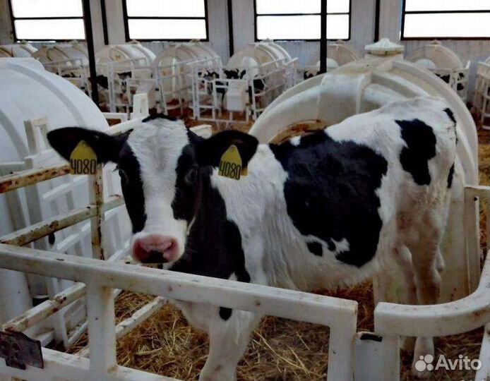 Бычки на откорм