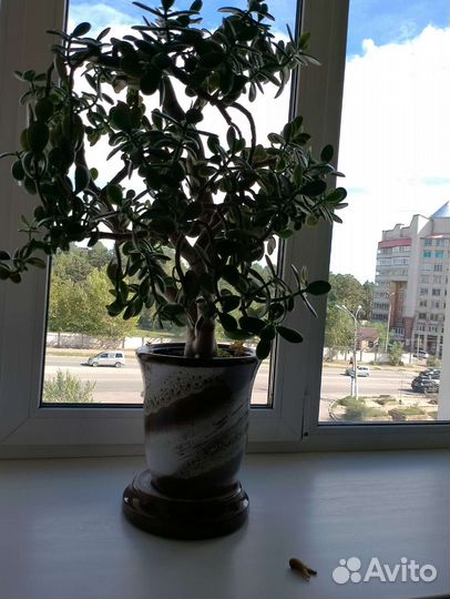 Комнатные цветы шефлера