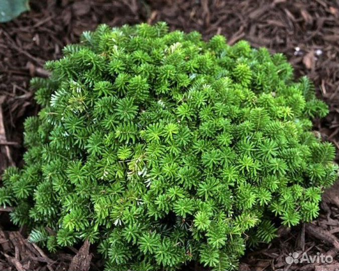Пихта корейская 2 (подробности в описании)