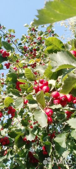 Боярышник ягоды