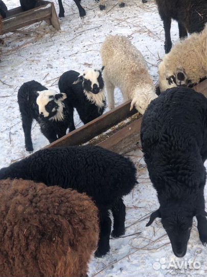 Мясо баранина