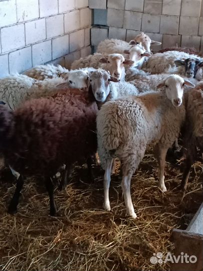 Бараны ягнята