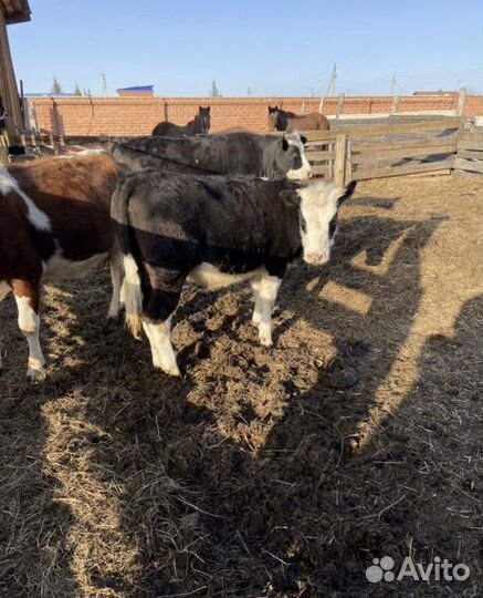 Конский перегной, навоз