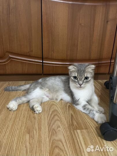 Шотландская коротконогая
