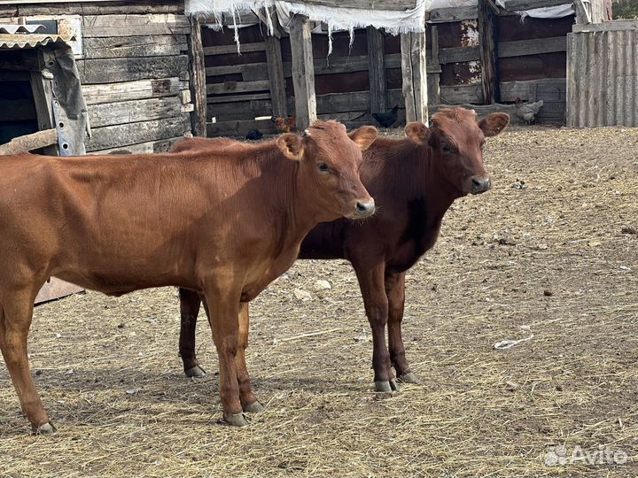 Молодые телки