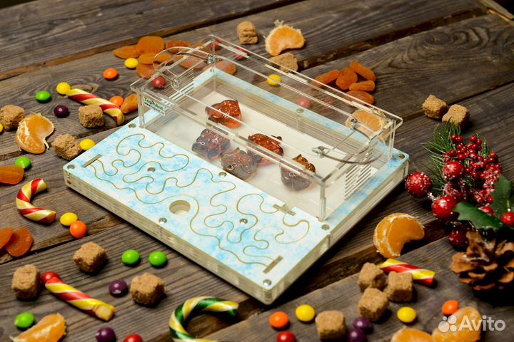 Формикарий / Муравьиная ферма