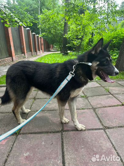 Хаски бесплатно