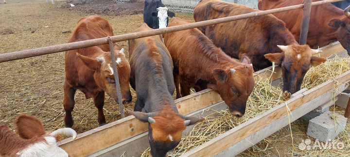 Телята бычки