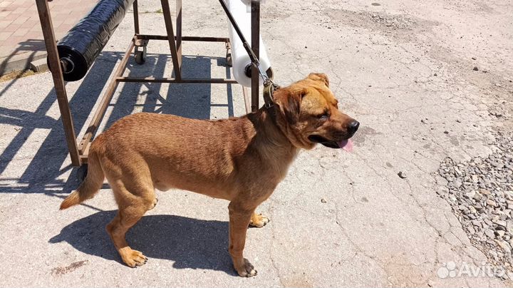 Собака в добрые руки