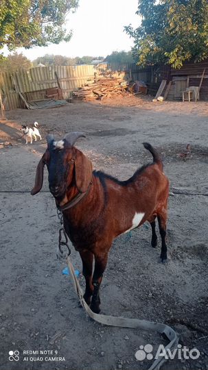 Англо нубийские козы