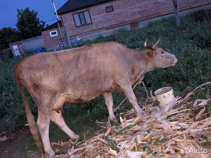 Коровы дойные