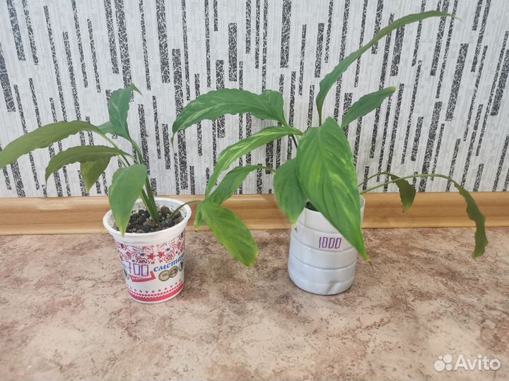 Спатифиллум гаити