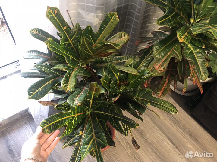 Более 100 комнатных растений к продаже в профиле