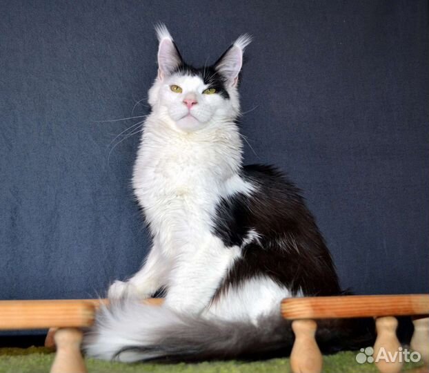 Кошка Мейн Кун