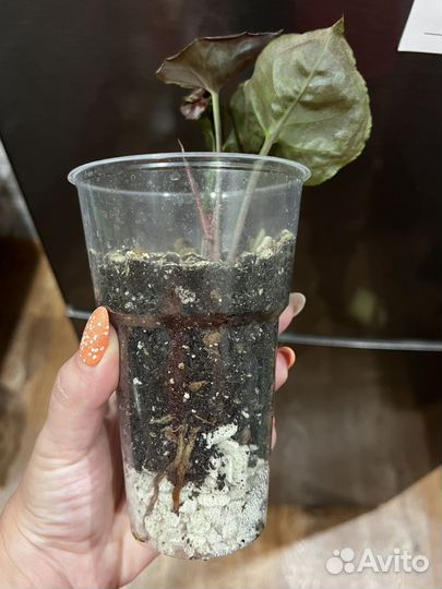 Сингониум клубничный лед