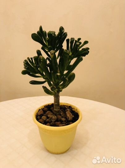 Крассула (денежное дерево),комнатное растение