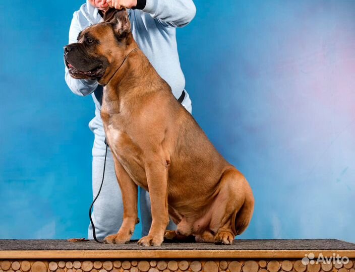 Кане Корсо кобель вязка