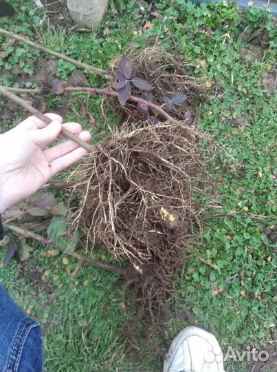 Саженцы ежевики, сорт 