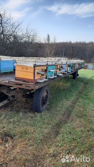 Пчелосемьи пчелопакеты карника