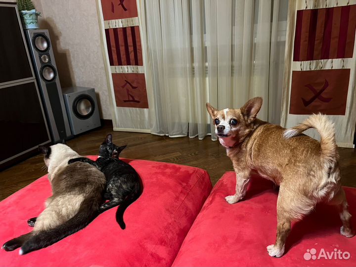 Котенок в добрые руки