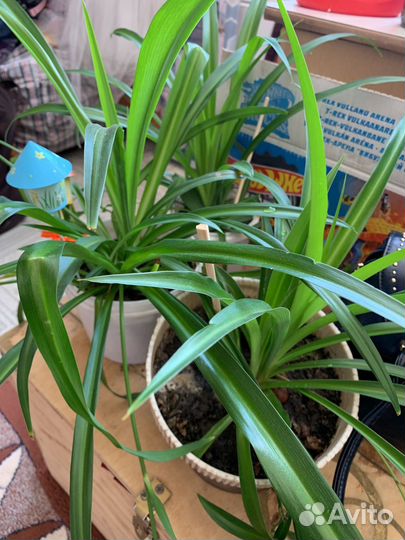 Традесканция зебрина и Хлорофитум